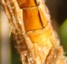 Orthetrum coerulescens